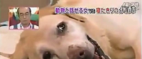 要讓人類聽懂動(dòng)物的語(yǔ)言，AI還需克服哪些難題？
