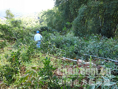 新平供電：清除樹(shù)障