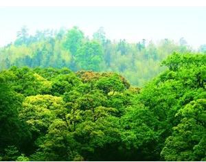 全國碳市場開始階段不搞期貨，不征碳稅，增加林業(yè)碳匯交易