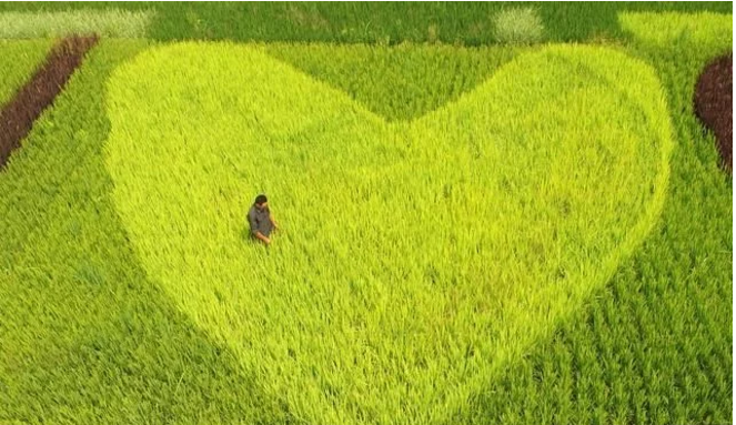 互聯(lián)網(wǎng)給農(nóng)民農(nóng)業(yè)帶來了什么？本文告訴你！