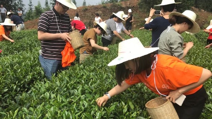 這片北緯30°的優(yōu)質(zhì)茶園，探索了產(chǎn)業(yè)扶貧擁抱“互聯(lián)網(wǎng)+“新路