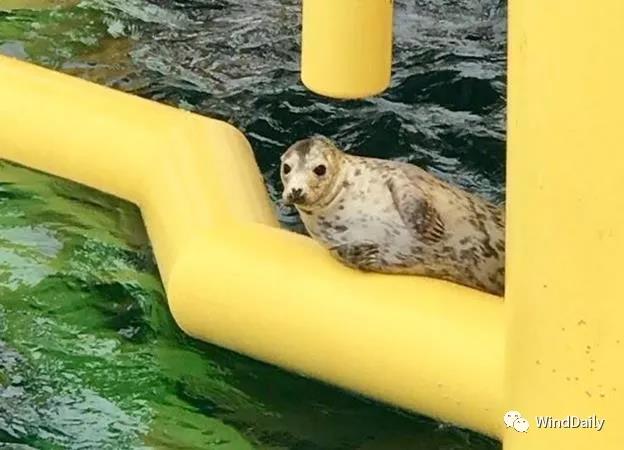 海上風(fēng)電破壞海洋生態(tài)？海豹：想多了！
